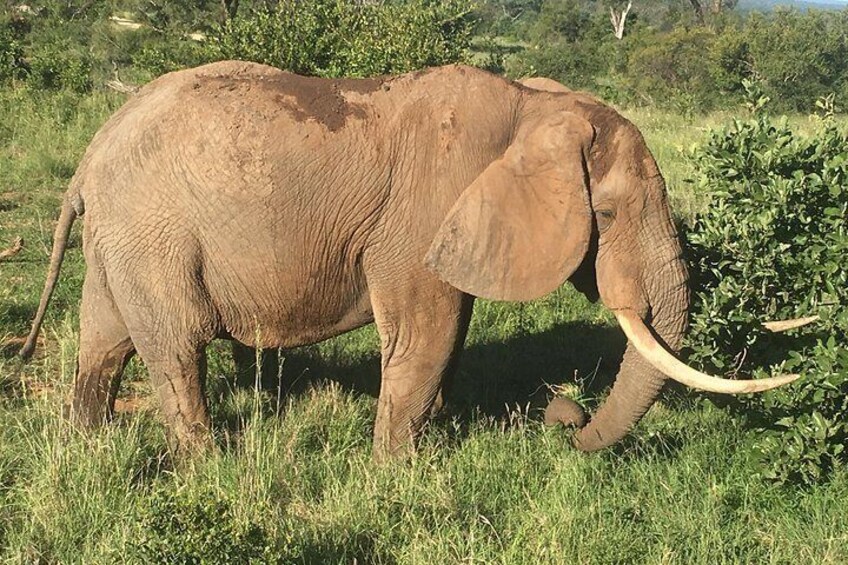 Kruger National Park Explorer