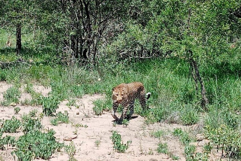 Kruger National Park Explorer