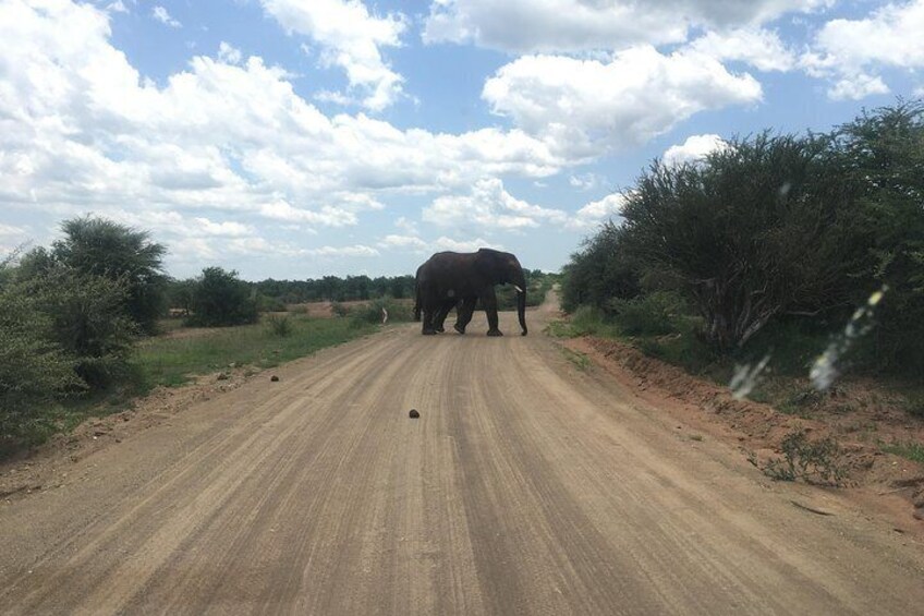 Pilanesberg Safari Day Tour