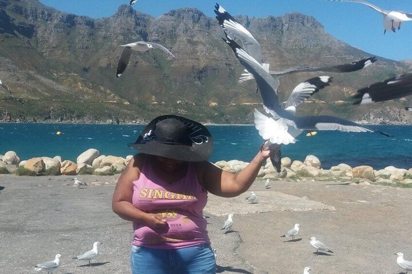 Hout bay habour bird feeding