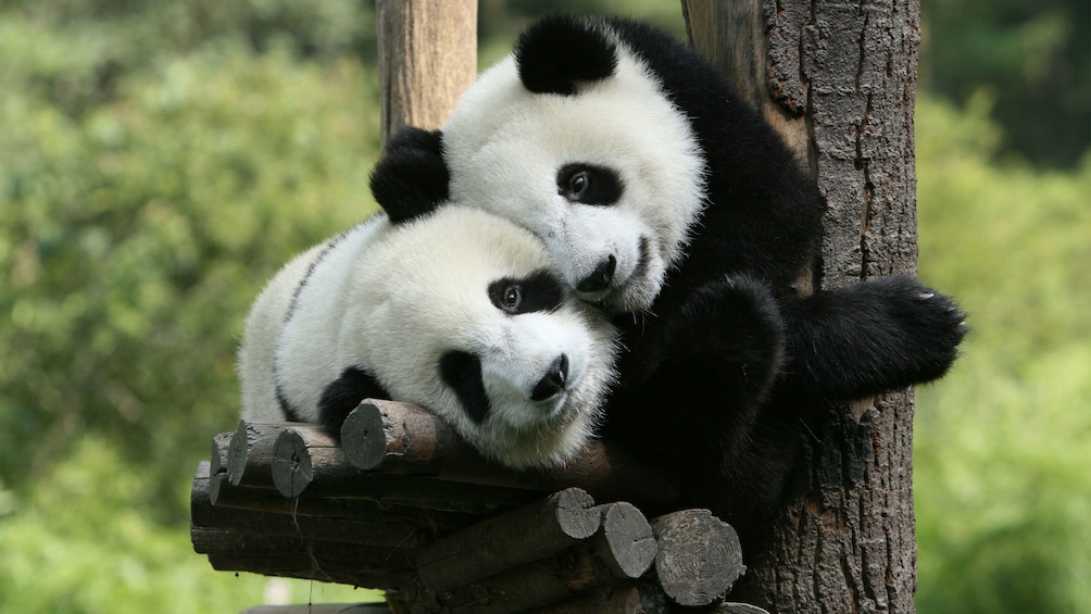 Pair of panda bears snuggling in a tree in Beijing