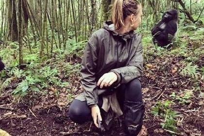 1 día de trekking de gorilas en Ruanda