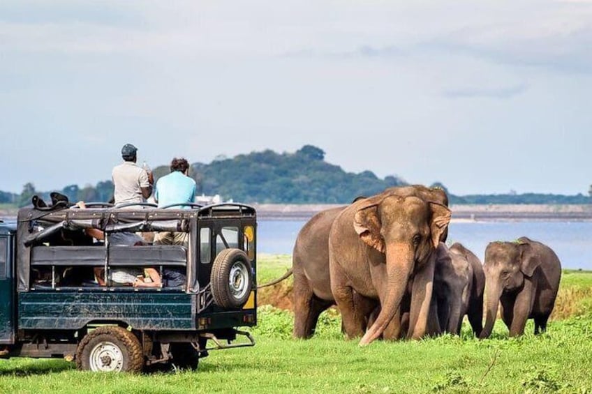 Udawalawe National Park Safari with Naturalist