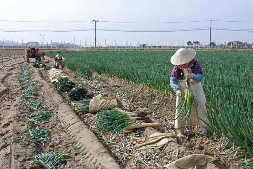 Niigata Half-Day Private Tour with Nationally-Licensed Guide