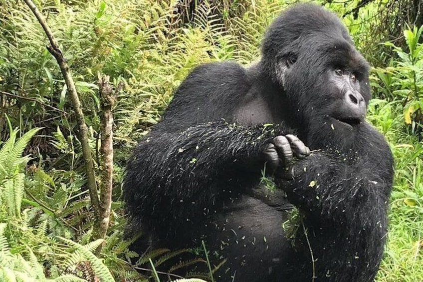 Gorilla Watching in Uganda