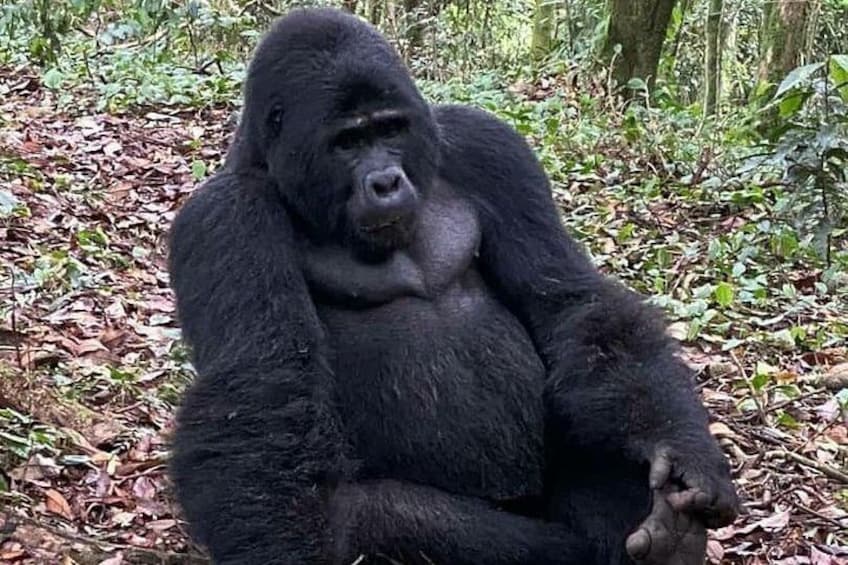 Gorilla in Mgahinga National Park