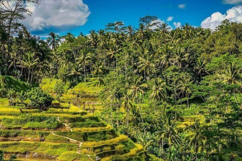 Tegalalang Rice Terraces - East Bali Tour