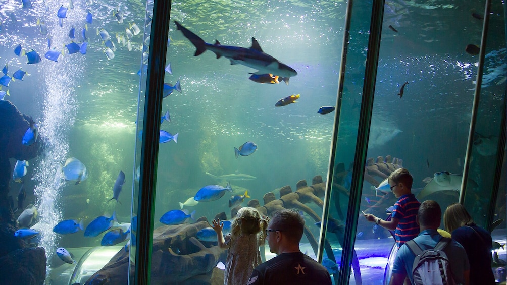 SEA LIFE Hunstanton
