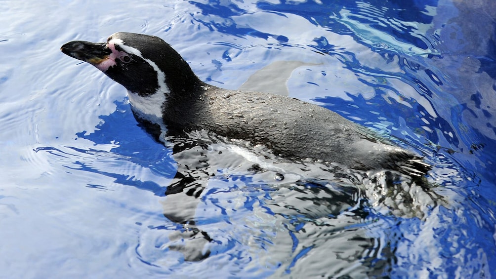 SEA LIFE Hunstanton