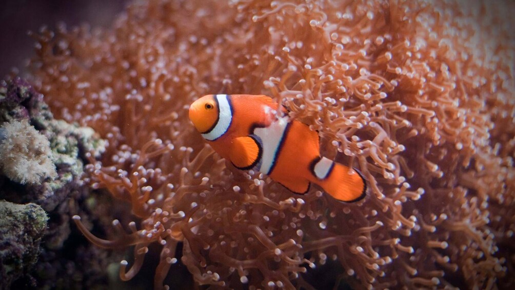 SEA LIFE Hunstanton