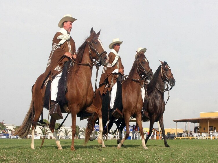 Peruvian Paso Horse & Marinera show with lunch in Trujillo