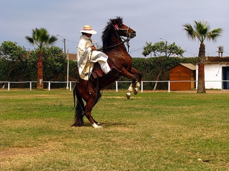 Peruvian Paso Horse & Marinera show with lunch in Trujillo