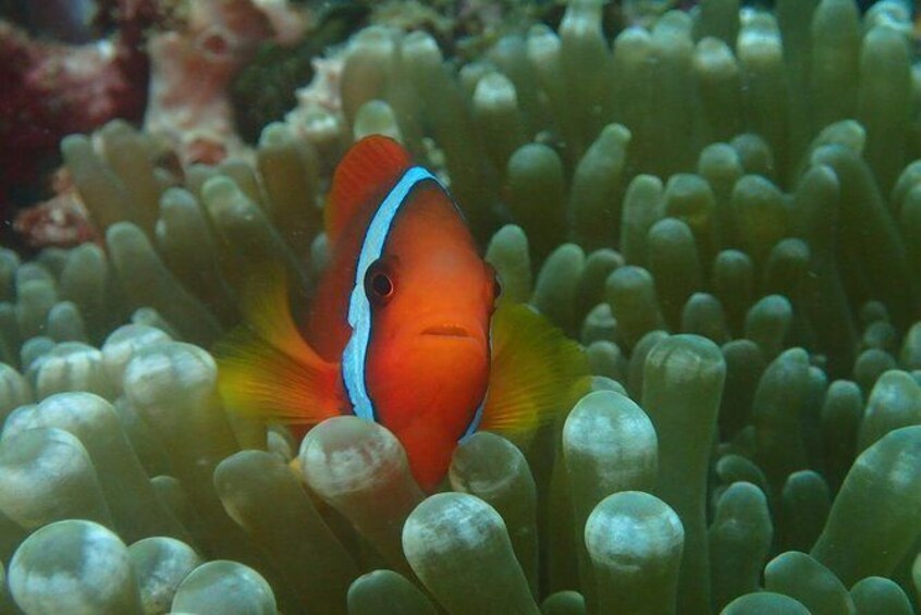 Fun Diving In Boracay
