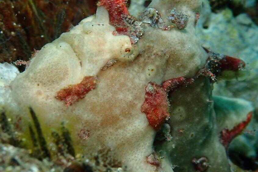 Fun Diving @ Anilao Batangas