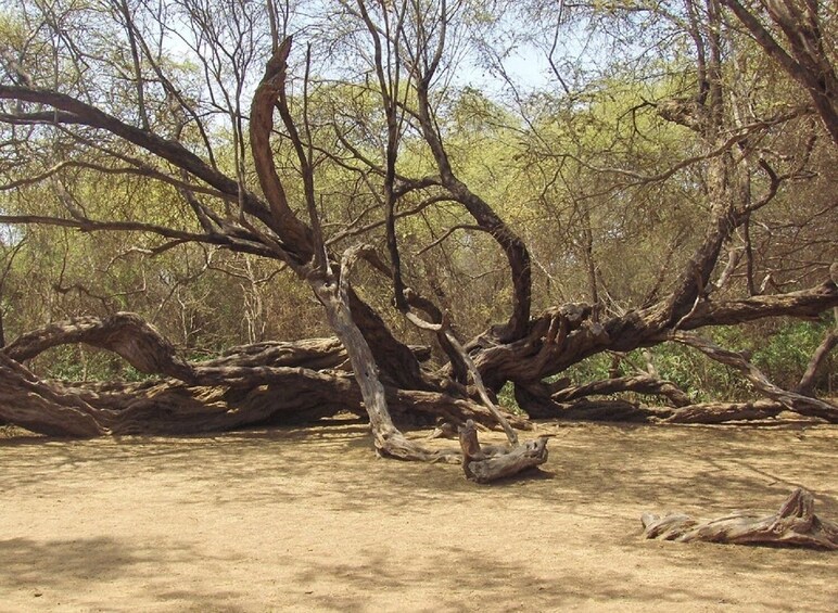 Pomac Forest Historic Santuary & Sican Museum