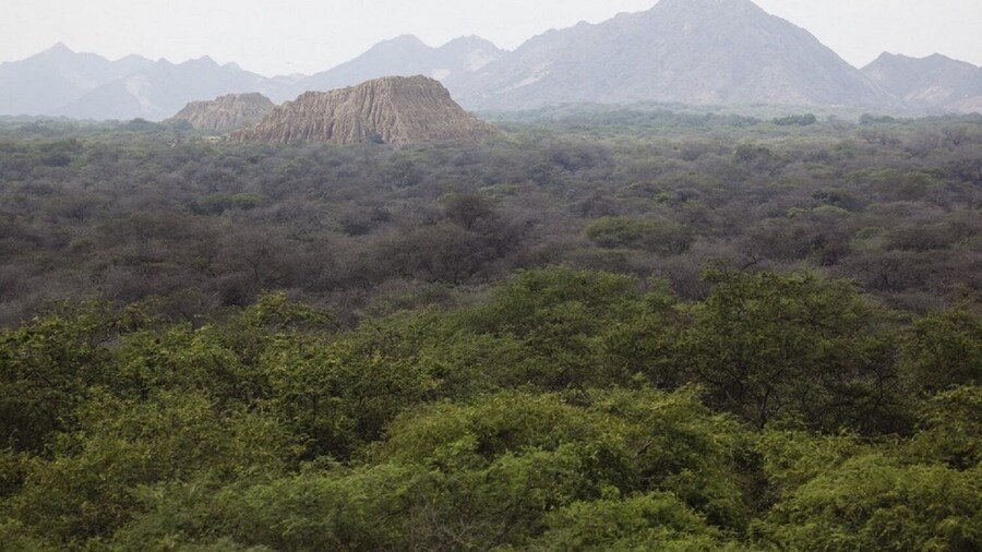 Pomac Forest Historic Santuary & Sican Museum