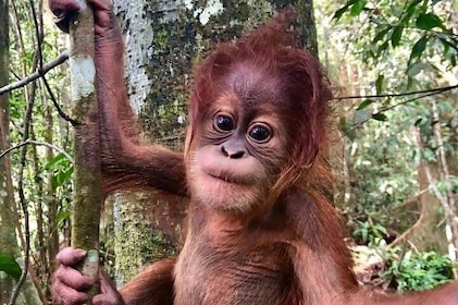 Four days orangutans adventure in Gunung Leuser 