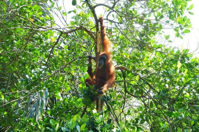 Four days orangutans adventure in Gunung Leuser