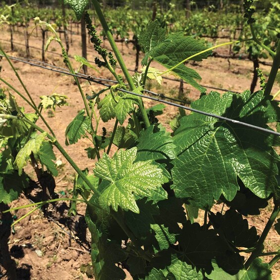 Private tour to Vineyards in Querétaro and Peña de Bernal