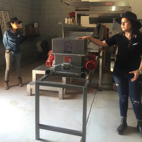 Private tour to Vineyards in Querétaro and Peña de Bernal