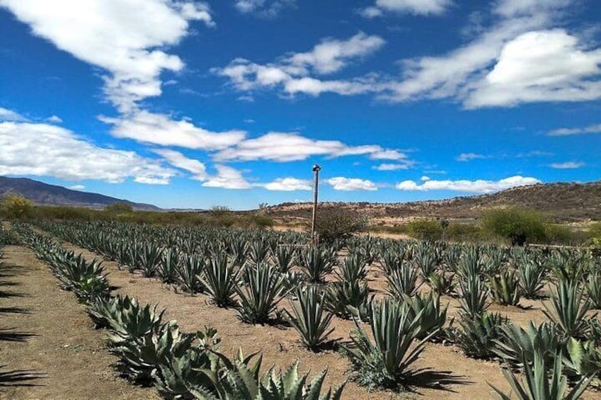 Soak up Oaxaca in 1 day knowing more than 5 towns in a valley!