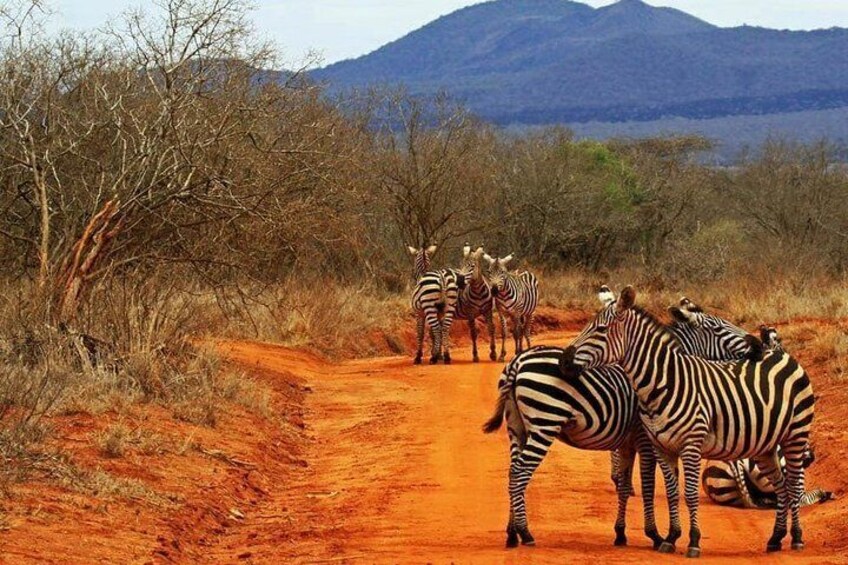 1 Day Tsavo East Safari: