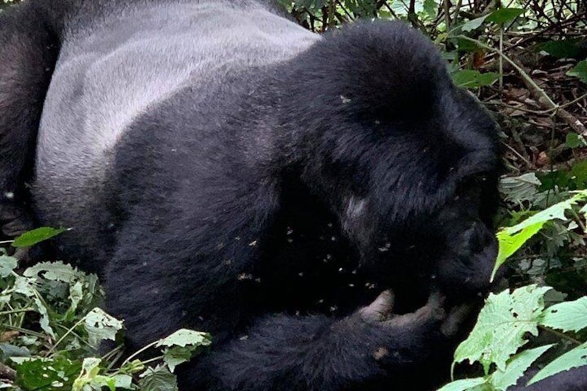 2 Days Gorilla Trekking Uganda