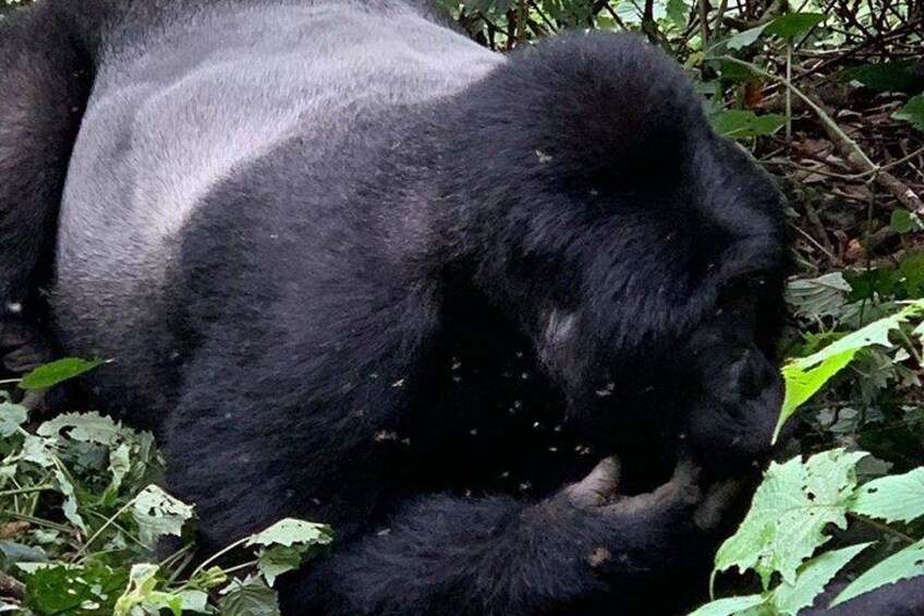 2 Days Gorilla Trekking Uganda
