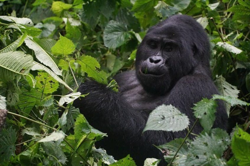 Gorilla Trek Bwindi Forest