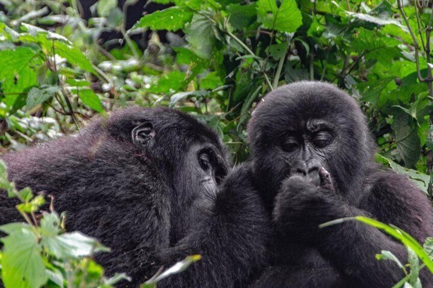 2 Days Gorilla Trekking Uganda
