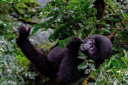 2 Days Gorilla Trekking Uganda