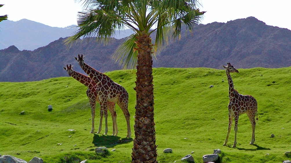 Show item 4 of 5. Group of giraffes at Living Desert Zoo and Gardens in Palm Springs