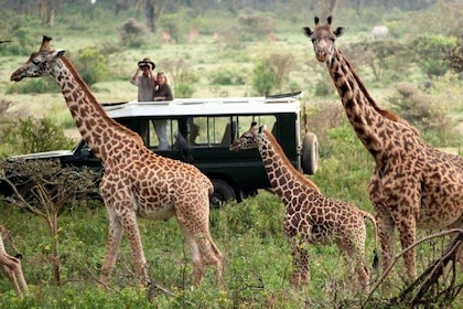 4days Maasai Mara and Lake Nakuru Safari From Nairobi on 4x4 Jeep