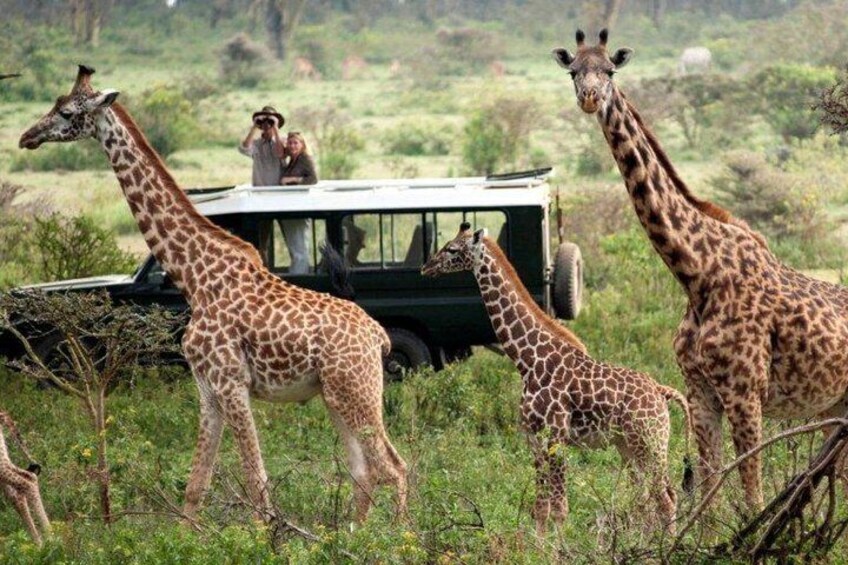 Game viewing in Maasai mara game reserve in a 4 x 4 land cruiser