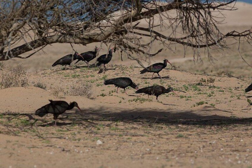 Visit Souss National Park