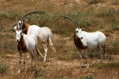 Visit Souss National Park