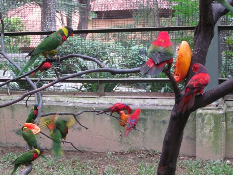 Kuala Lumpur Bird Park Ticket With Hotel Pick Up