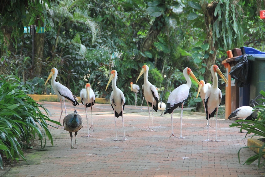 Kuala Lumpur Bird Park Ticket With Hotel Pick Up