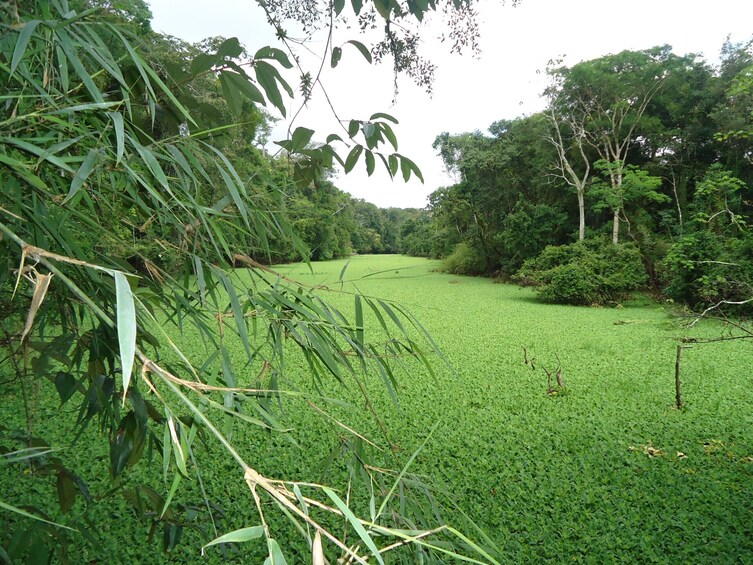 Pacaya Samiria National Reserve 3 Day Tour in Iquitos