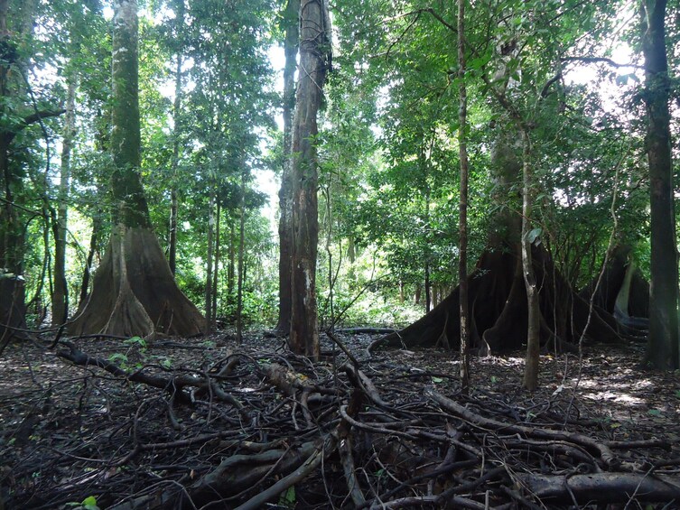 Pacaya Samiria National Reserve 3 Day Tour in Iquitos