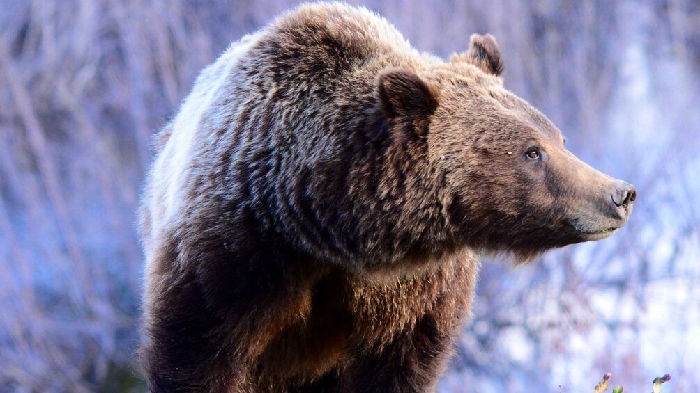 2-Day Grand Teton & Yellowstone Wildlife Adventure