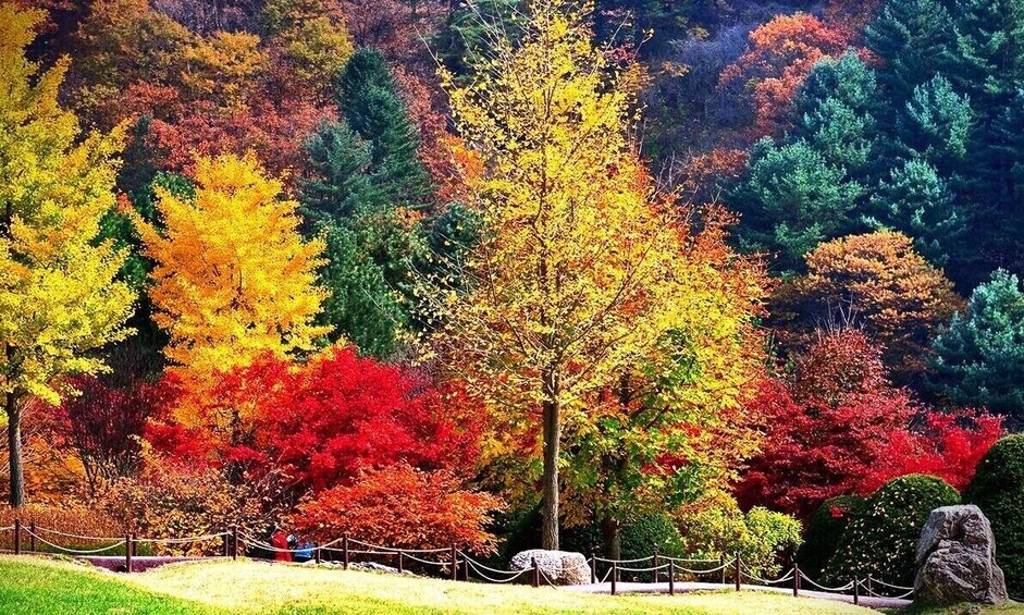 Seoraksan National Park (Namseorak)x Alpaca World 1 Day tour