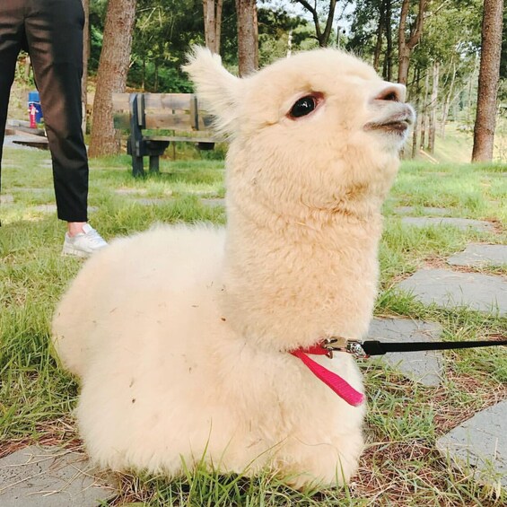 Seoraksan National Park (Namseorak)x Alpaca World 1 Day tour