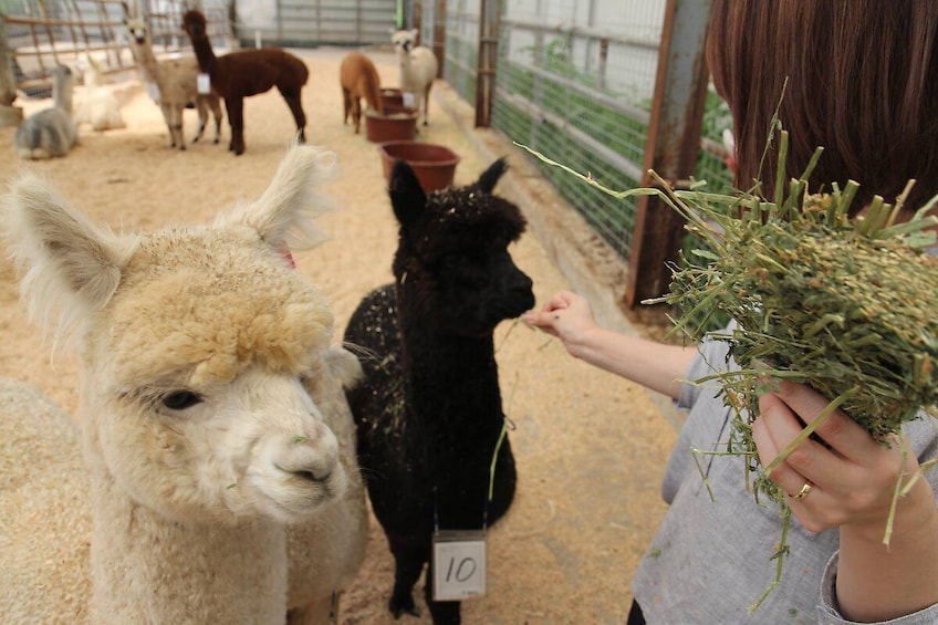 Seoraksan National Park (Namseorak)x Alpaca World 1 Day tour