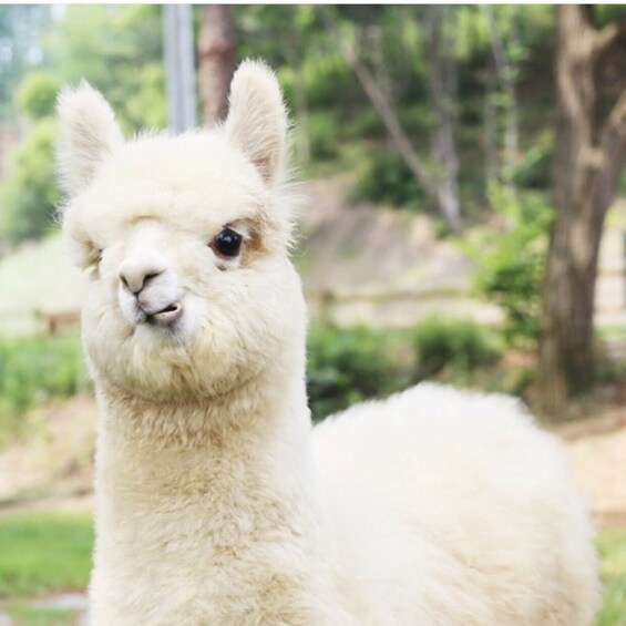 Seoraksan National Park (Namseorak)x Alpaca World 1 Day tour