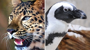 Audubon Zoo & Aquarium of the Americas Combo Tickets