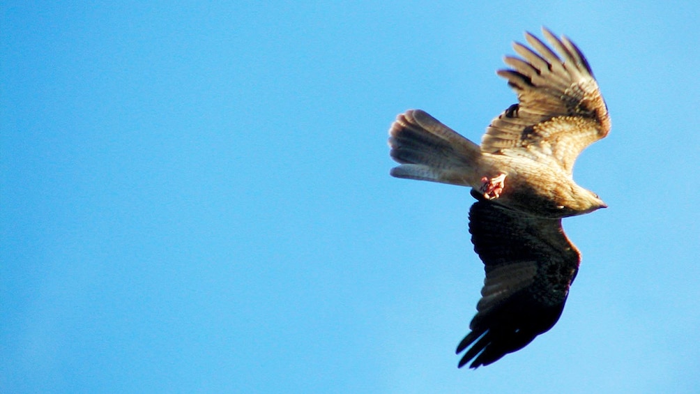 Show item 3 of 5. Bird flying above the Murray River Wetlands in South Australia