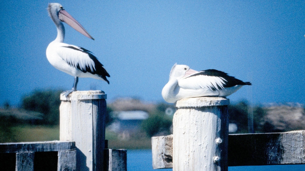 Show item 4 of 6. two pelicans resting on wooden posts in Australia