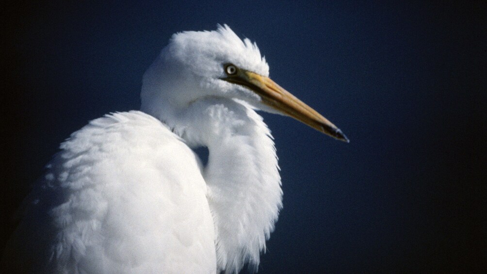 Show item 3 of 5. a white bird inhabiting the wilderness in Australia