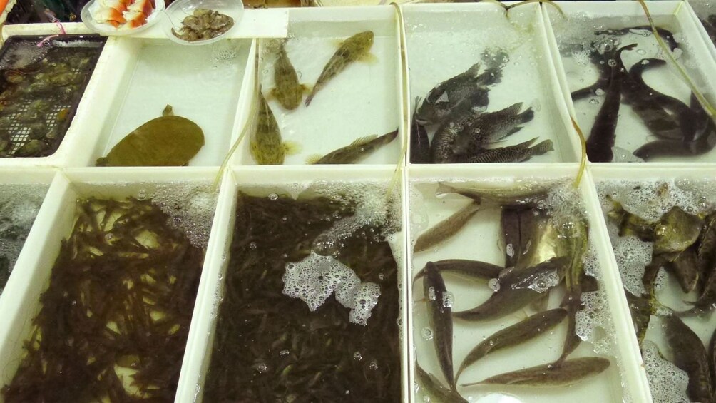 purchasing live fishes at the market in Shanghai